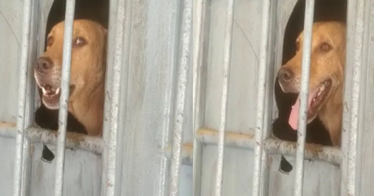 VIDEO: कर्मचारियों की लापरवाही के चलते पोस्ट ऑफिस में 24 घंटे कैद रहा कुत्ता, लोगों ने टूटी खिड़की से खिलाए बिस्कुट