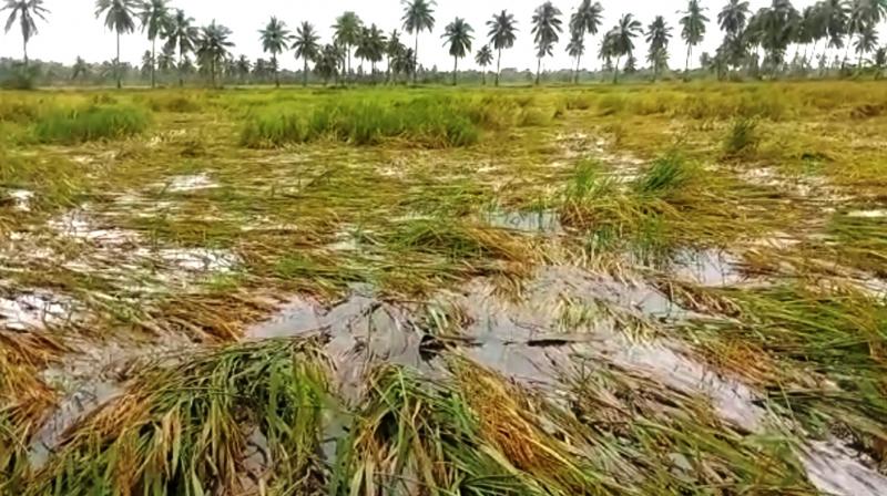 Rain claims one life, crops suffer inundation in 14,000 acres in AP