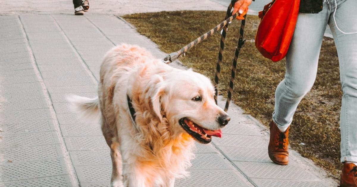 इसे कहते हैं लगाव: कुत्ता हुआ गायब तो परेशान मालकिन लंदन से आई मेरठ, खोजने वाले को 15 हजार का इनाम