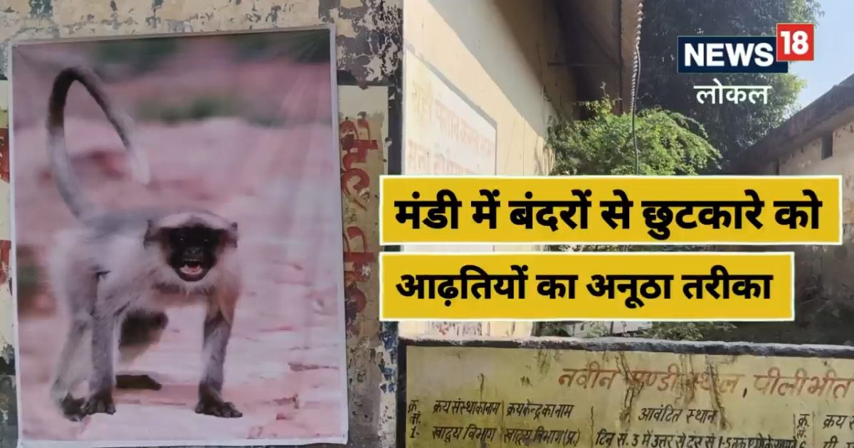 Pilibhit News: मंडी में बंदरों के आतंक से निपटने का अनूठा जुगाड़, आढ़तियों ने किया ये काम