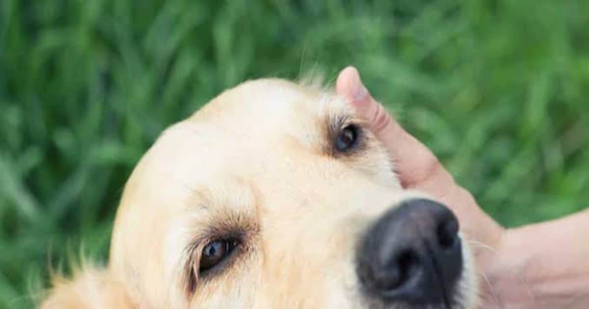 OMG: कुत्ता पसंद आया तो मालिक को कर लिया किडनैप, फिर जानिए क्या हुआ?