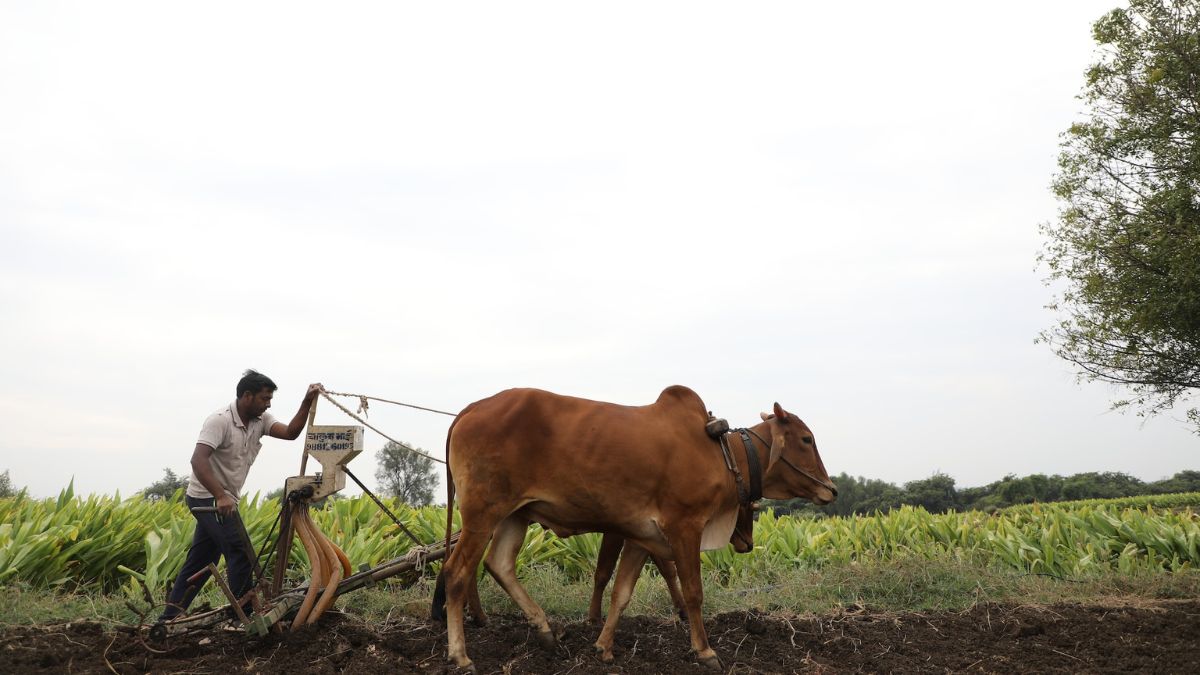 Budget 2023 likely to invest in sustainable agriculture, R&D to improve farmers’ livelihoods