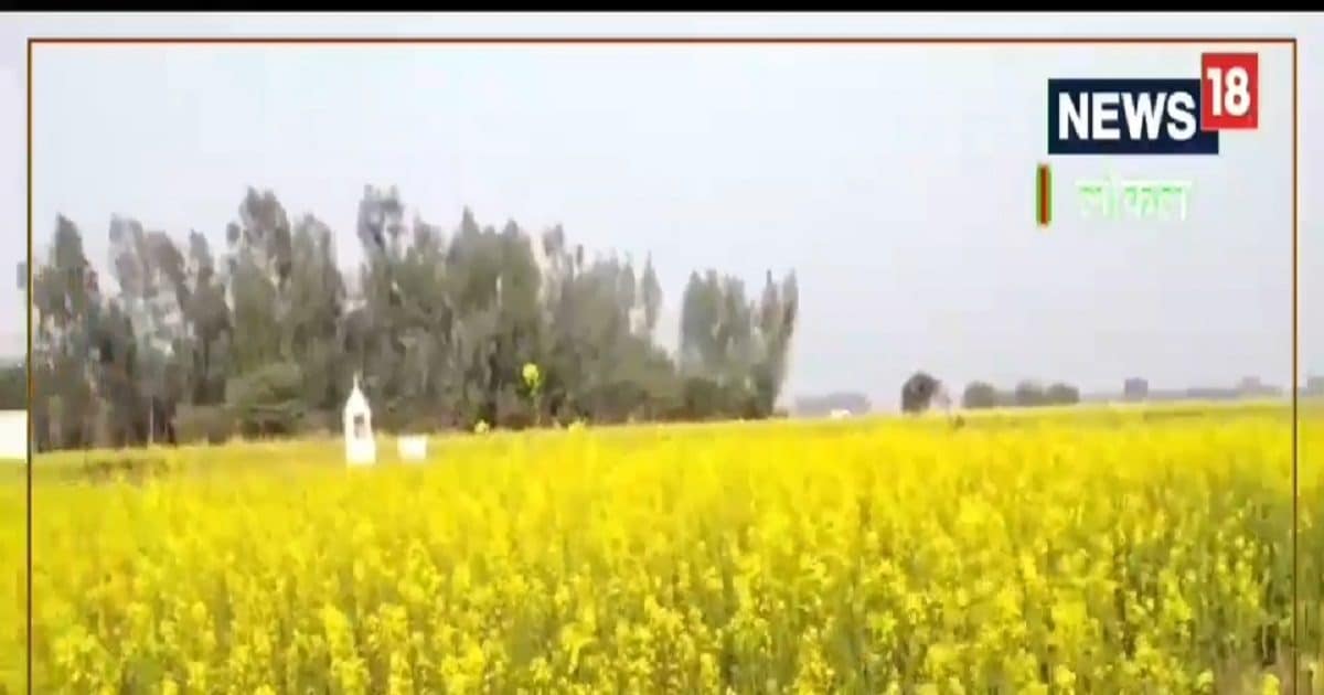 Chitrakoot News : चित्रकूट के पठारी क्षेत्रों में खिले पीले फूल, किसानों में खुशी की लहर
