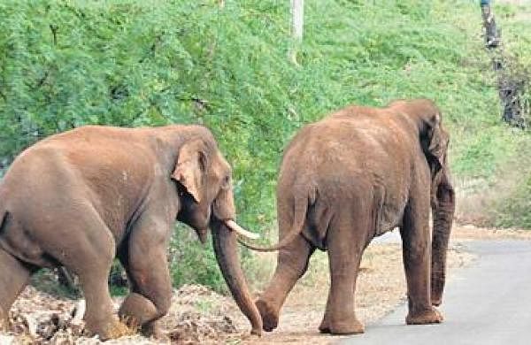 Honeybees to take the sting out of human-elephant conflict in MP-