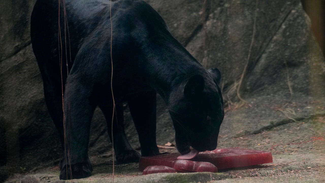 Blood-flavored ice helps zoo animals beat Rio’s heat