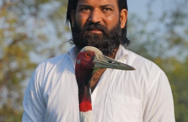Tale of a UP man and his sarus crane who walks – and flies – in his footsteps