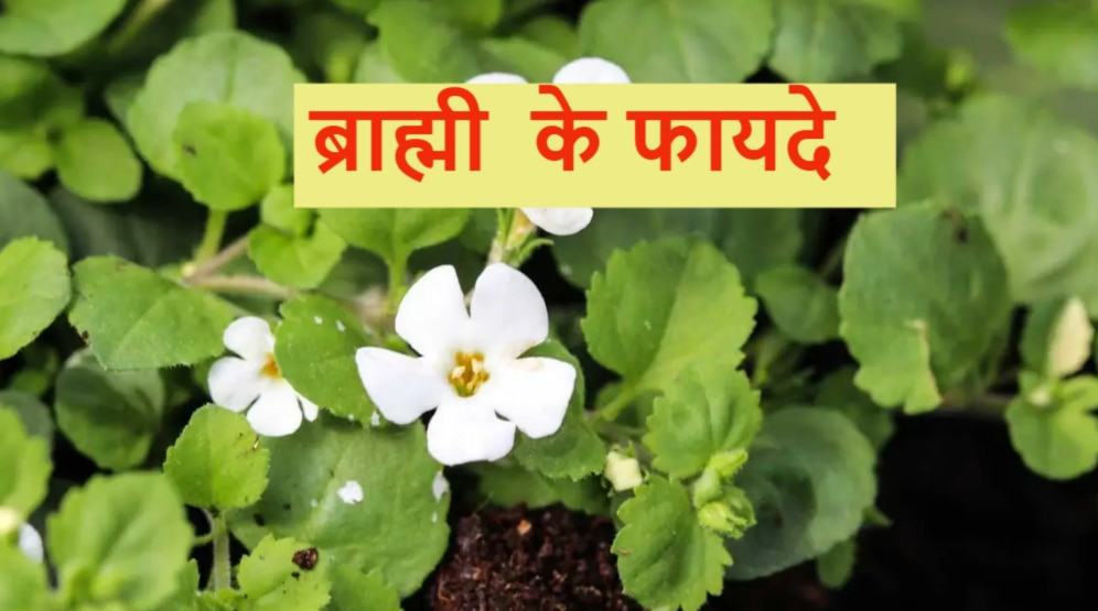plant brahmi in house to keep mental health mind healthy brahmi benefits | Brahmi Benefits: बेहतर मानसिक स्‍वास्‍थ्‍य के लिए घर में लगाएं ब्राह्मी का पौधा, जानें अनगिनत फायदे