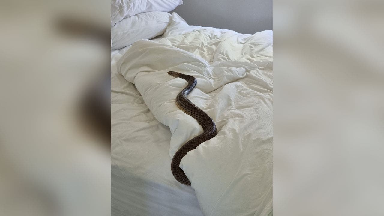 Woman finds 6-foot-long deadly snake ‘lying in bed looking at me’