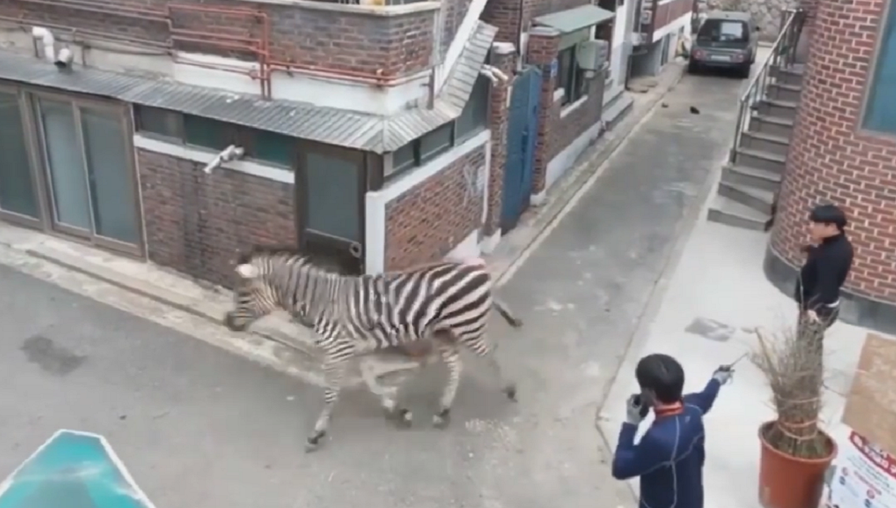Zebra on the loose in Seoul sparks frantic chase