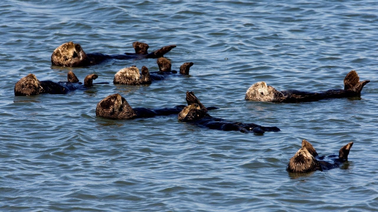California sea otters killed by rare parasite that could also threaten humans