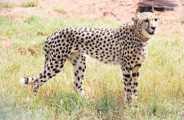 Namibian cheetah Sasha dies in MP’s Kuno park due to kidney ailment –