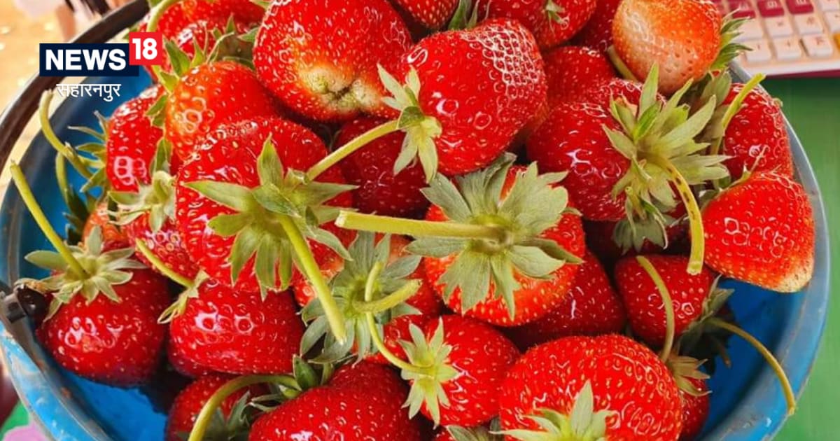 Farmers can Uplift income with Strawberry Cultivation up government providing subsidy