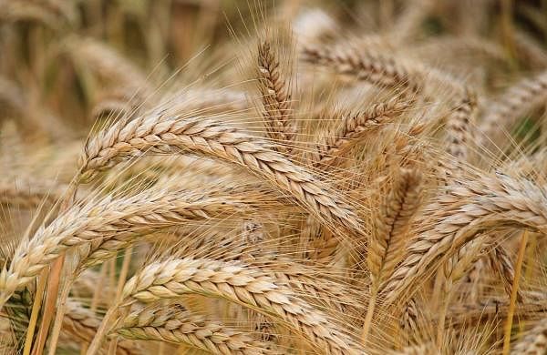 India may allow import of Russian wheat to shore up domestic prices-