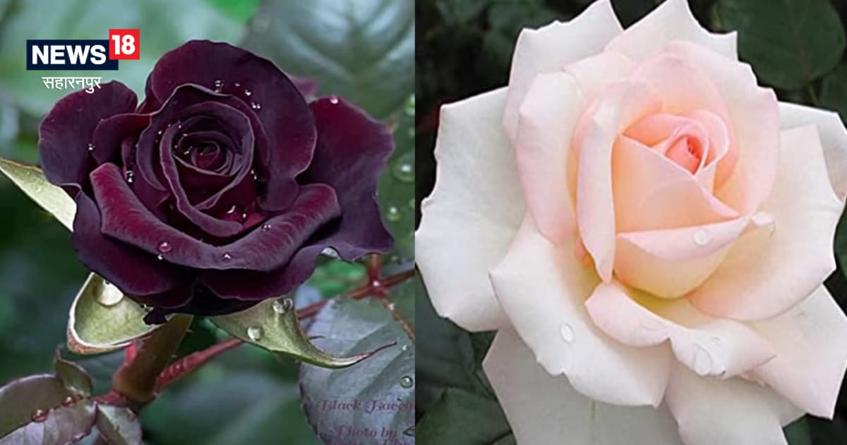 The fragrance of the rose of saharanpur is smelling in many states of the country