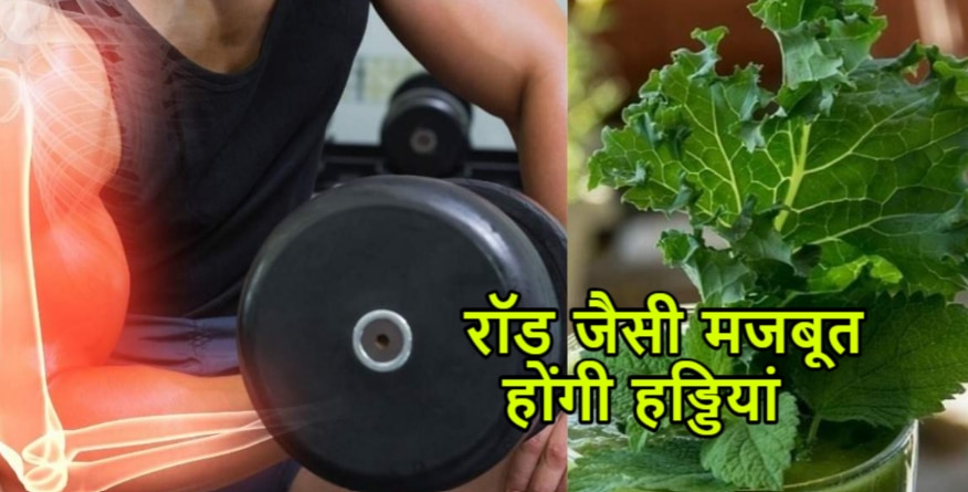 how to make bones strong like iron eat palak green vegetable daily | Strong Bones: इस हरी सब्जी के सेवन से हड्डियां होंगी रॉड जैसी मजबूत, शरीर को मिलेगा भरपूर कैल्शियम