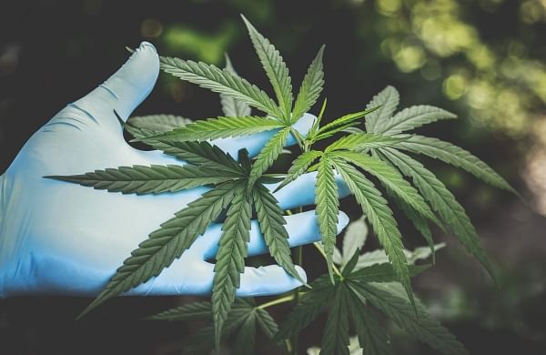Himachal sets up committee to study legalising cannabis cultivation-