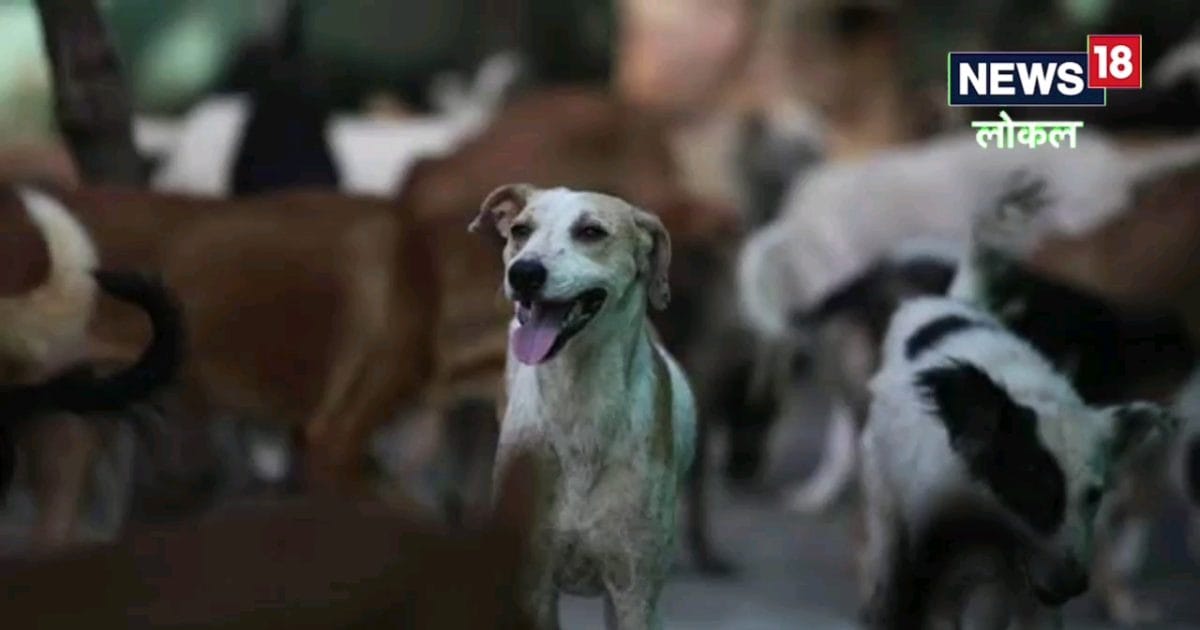 Stray Dog Bite: आवारा कुत्ते के काटने से हुआ नुकसान तो झांसी नगर निगम होगा जिम्मेदार