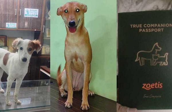 Moti & Jaya, rescued from streets of Varanasi, all set to fly abroad-