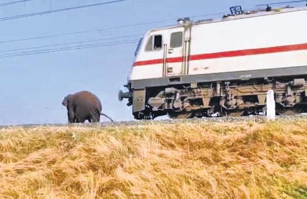 Railways to relocate 11 km stretch running via Palamu tiger reserve-