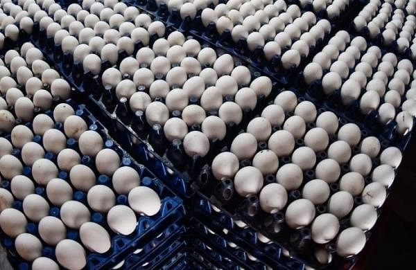 Sri Lanka to import 1 million eggs daily from India to meet market demand-