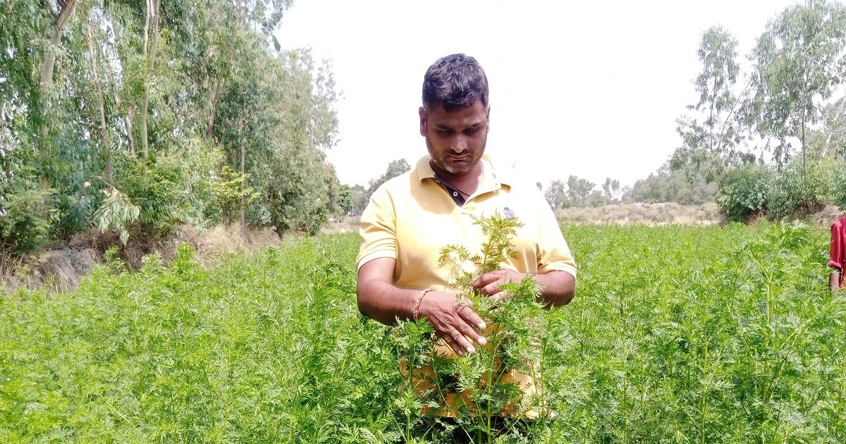 अफीम के गढ़ में औषधीय खेती की अलख जगा रहे किसान राकेश वर्मा, हर साल कमाते है 3 से 4 लाख का मुनाफा