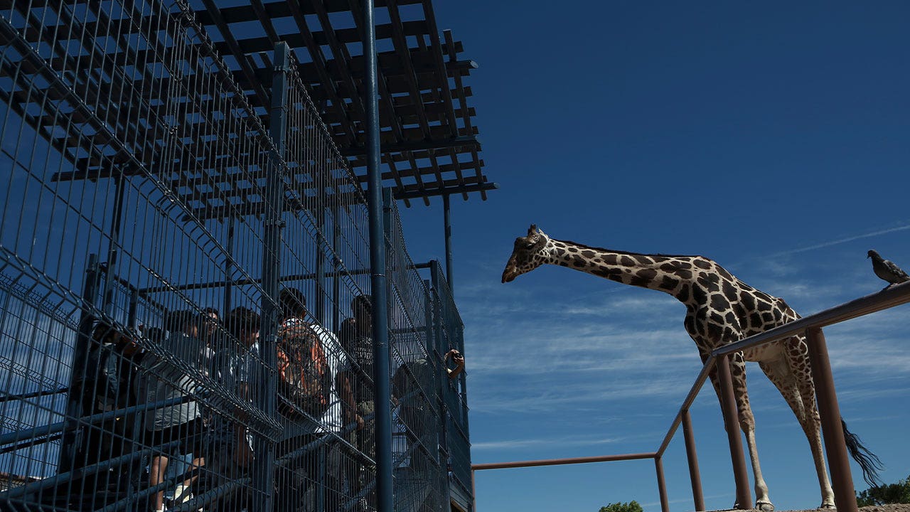 Activists work to relocate giraffe stuck in small Mexican enclosure, exposed to scorching sun and hail
