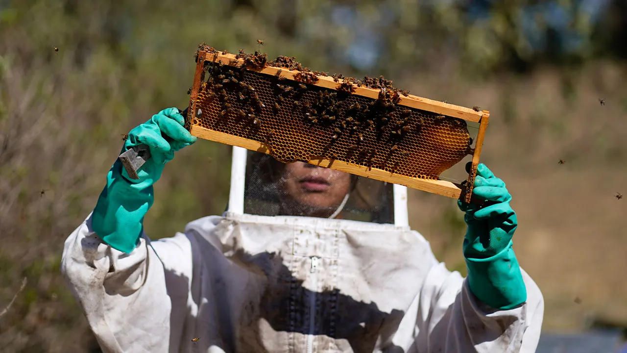 Group in Mexico saving bees that would have otherwise been exterminated in crowded capital city