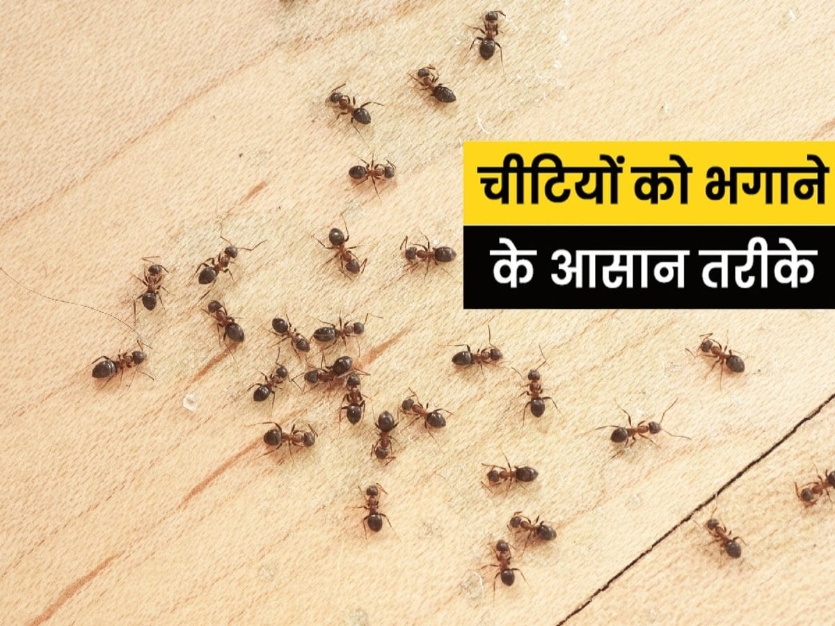 Home Remedies To Get Rid Of Ants Cleaning Tips