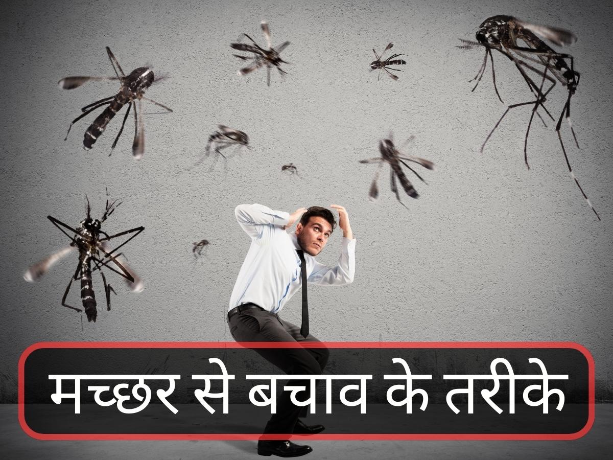 Mosquito can cause many deadly diseases take these precautions in rainy season machar ko kaise dur bhagayein | Home Remedies For Mosquito: कई जानलेवा बीमारियों का कारण बन सकता है मच्छर, आज से बरतें ये सावधानियां