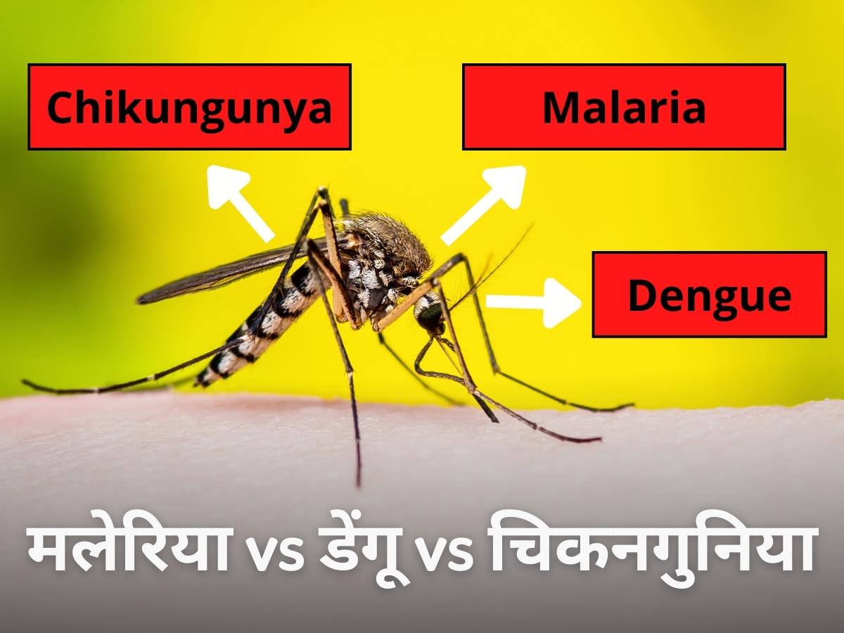 Mosquito borne diseases what is the difference between malaria dengue and chikungunya mosquito prevention tips | Mosquito Borne Diseases: मलेरिया, डेंगू और चिकनगुनिया में क्या है अंतर? समझ लिया को फायदे में रहेंगे आप