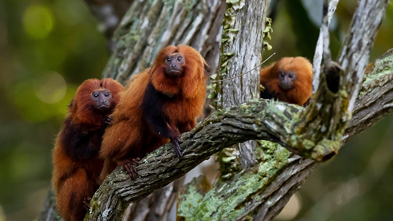 Population of Brazil’s endangered golden monkeys bounces back following yellow fever outbreak