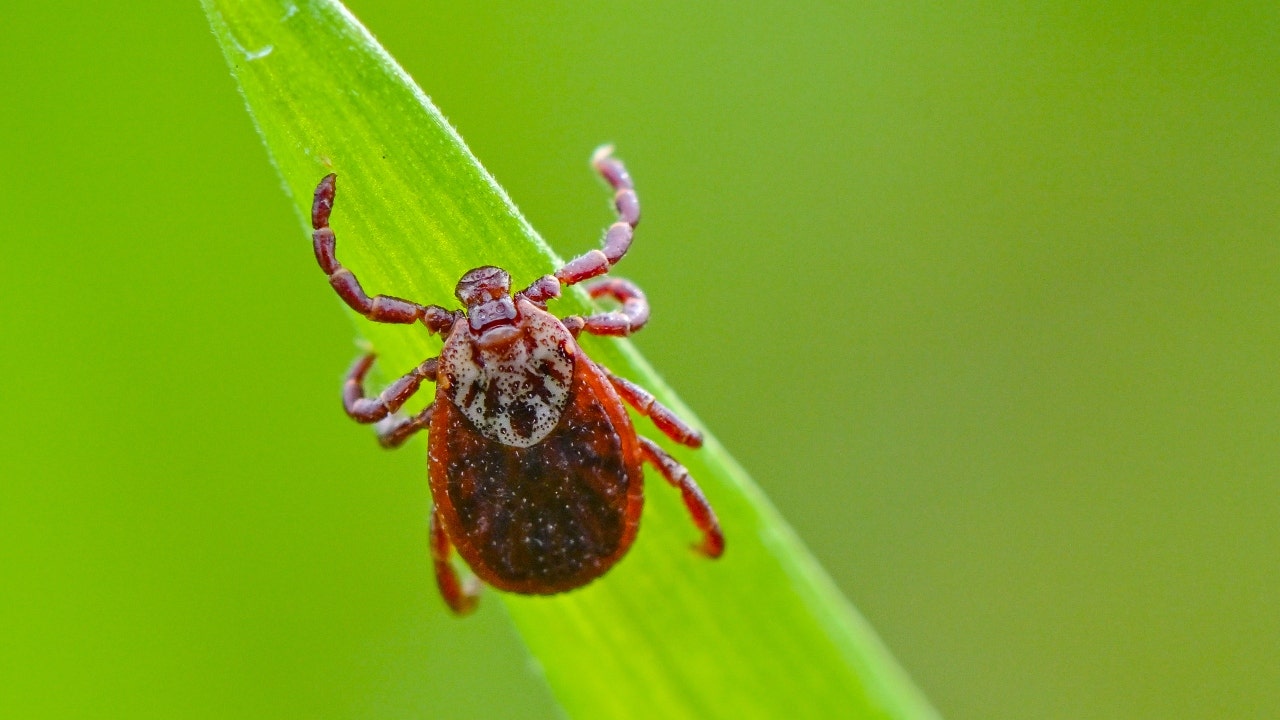 Rocky Mountain spotted fever: Symptoms, treatment and prevention