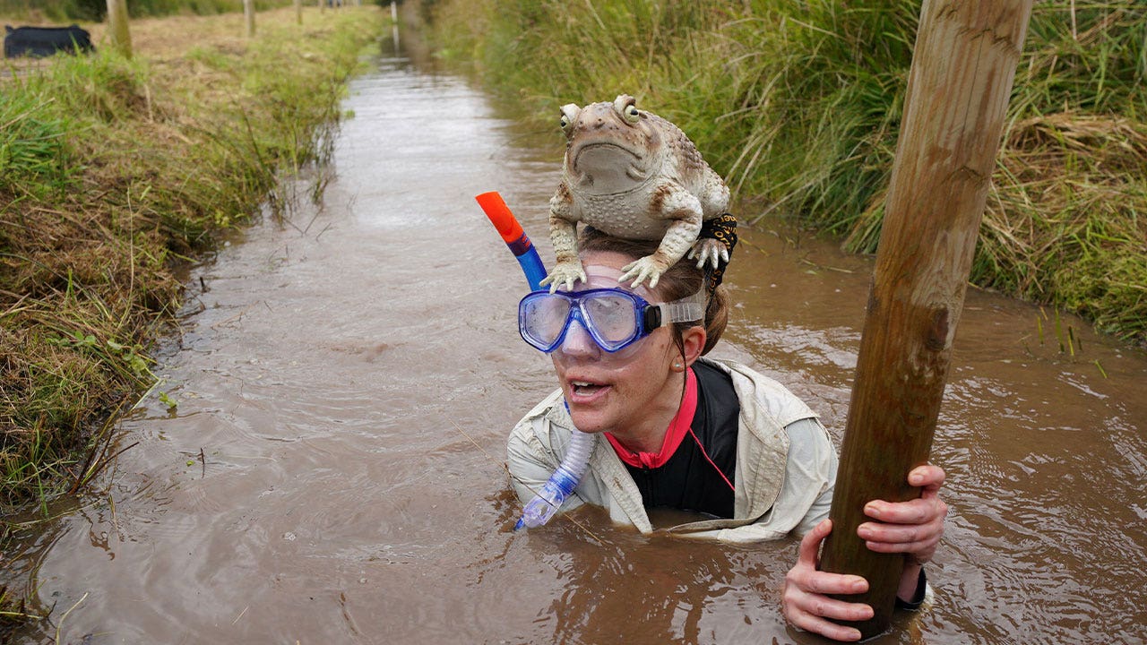 Britain’s quirky World Bog Snorkeling Championships kicks off with flippers, snorkeling gear, and a giant toad
