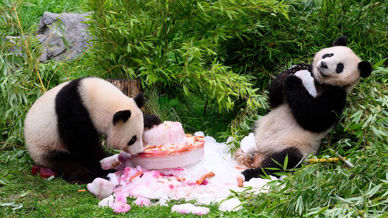 Germany’s first giant pandas celebrate 4th birthday with cake ahead of trip to China