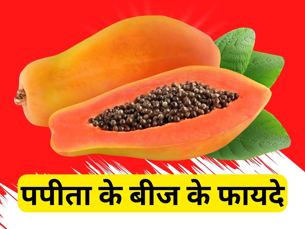 Papaya seeds benefits know 6 health benefits of papaya seeds before throwing them papita ke fayde | Papaya Seeds Benefits: पपीते के बीज फेंकने से पहले जान लें 6 हेल्थ बेनिफिट्स, हैरान हो जाएंगे आप!