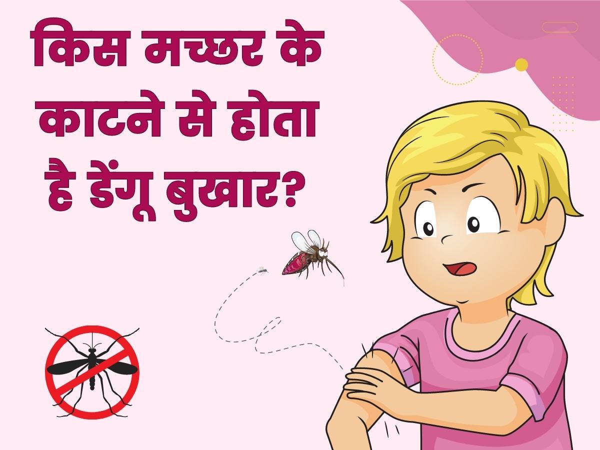 Which mosquito cause dengue know symptoms and natural remedies of dengue fever | Dengue Symptoms: किस मच्छर के काटने से होता है डेंगू बुखार? अच्छे से समझ लीजिए लक्षण और नेचुरल उपाय