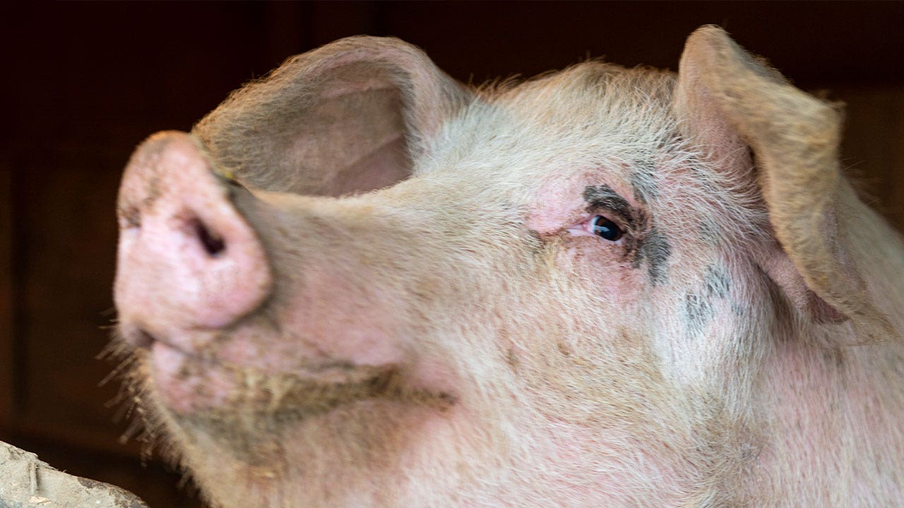 Italy culls more than 30,000 pigs to counter spread of swine fever