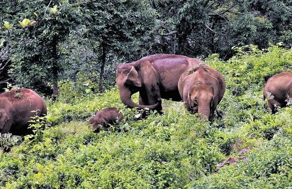 Much awaited DNA-based elephant census to be expected to release soon-