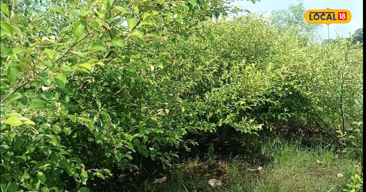 जैविक खेती से चमकी इस किसान की तकदीर, एप्पल बेर की बागवानी से ऐसे हो रही लाखों की कमाई