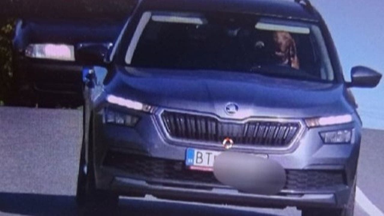Police catch dog behind the wheel of a moving vehicle: ‘Irresponsible’