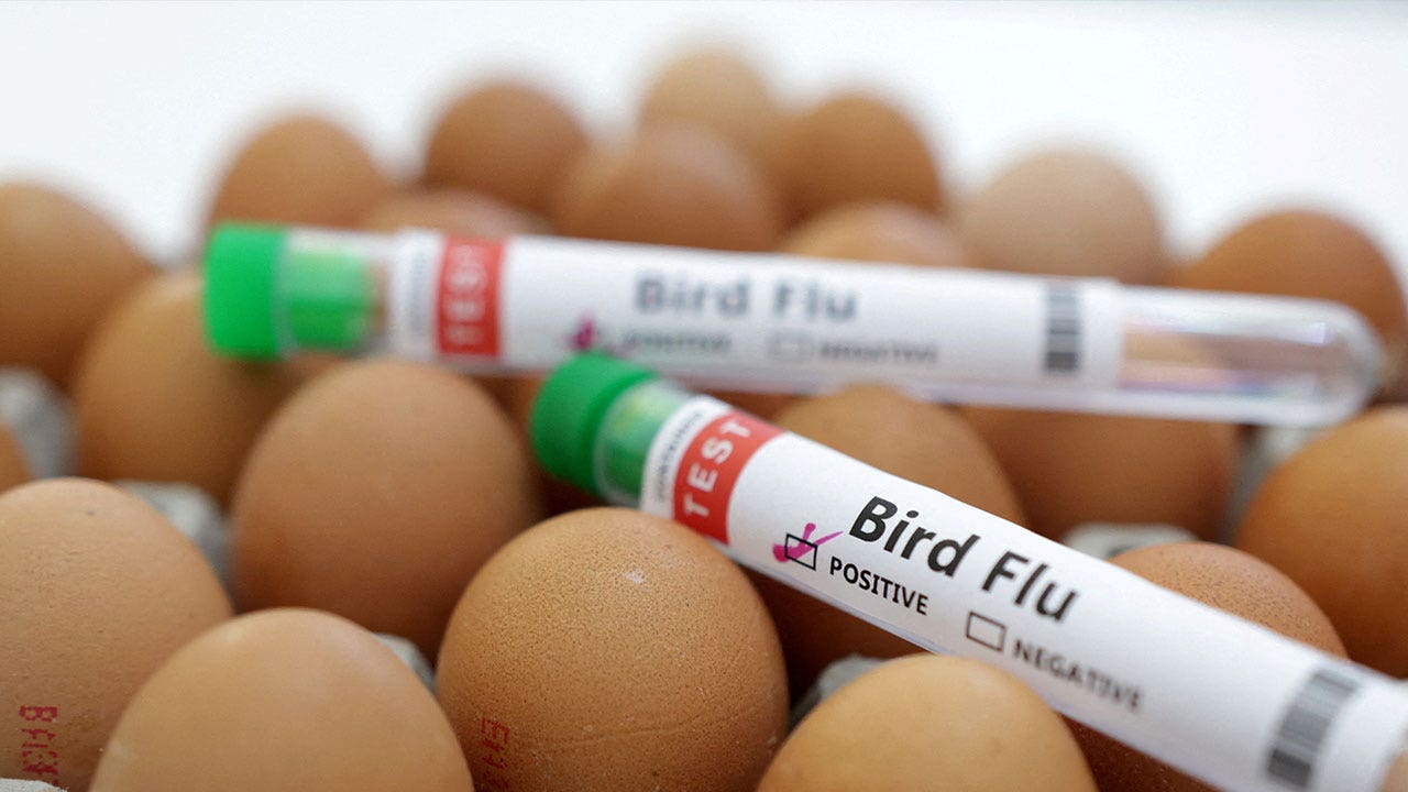 South African retailers ration eggs as country faces worst outbreak of avian flu