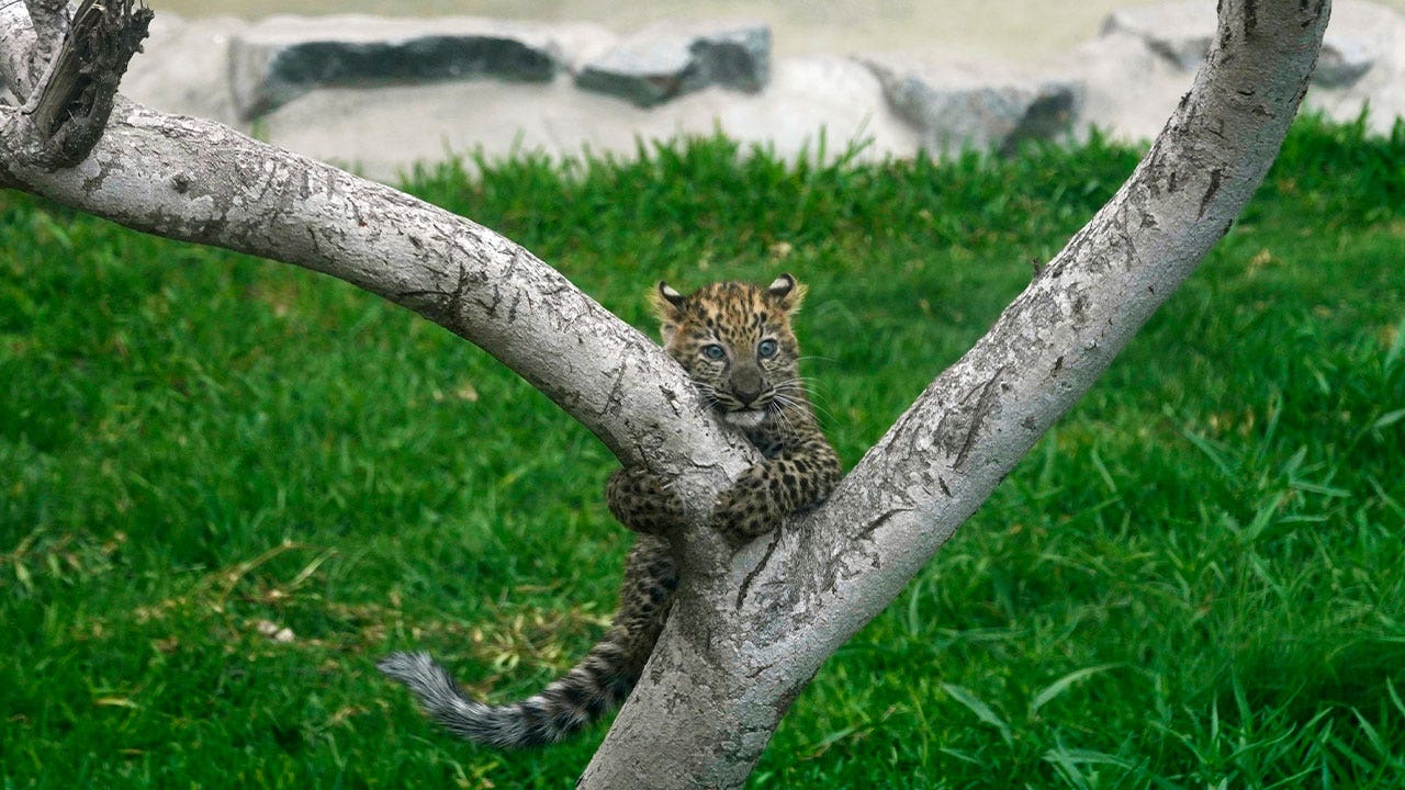 Peru’s first leopard cubs born in captivity greet visitors at a zoo in Lima