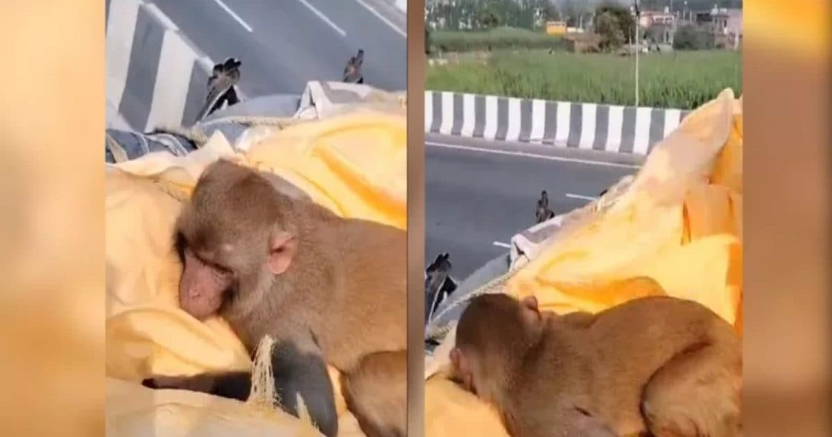 VIDEO: रोज रोटी खिलाने वाले की हुई मौत तो खूब रोया बंदर, चिता से लिपटकर साथ गया श्मशान