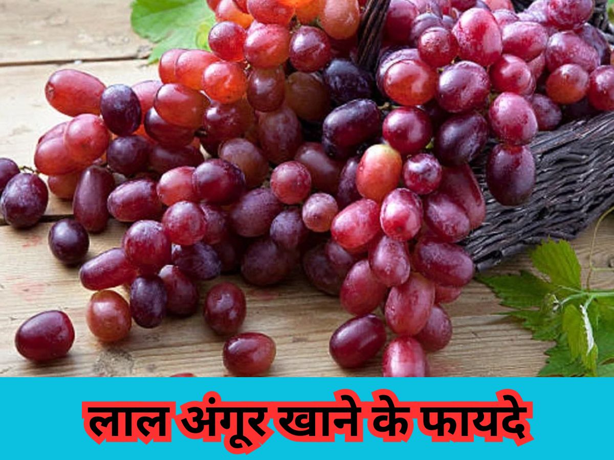 eat red grapes daily to reduce cholesterol level in body know health benefits | Red Grapes Benefits: लाल अंगूर सेहत को पहुंचाते हैं अनगिनत फायदे, कोलेस्ट्रॉल लेवल होता है कम