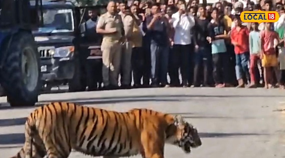 पीलीभीत में बाघिन के रेस्क्यू के 2 दिन बाद बाघ का आतंक! इस सड़क पर जमाया डेरा