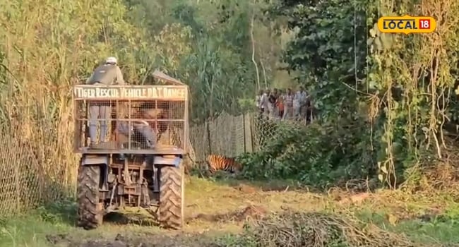 वन अधिकारियों की रणनीति भी हुई नाकाम, 5 वें दिन रेस्क्यू टीम को चकमा देकर भागी बाघिन