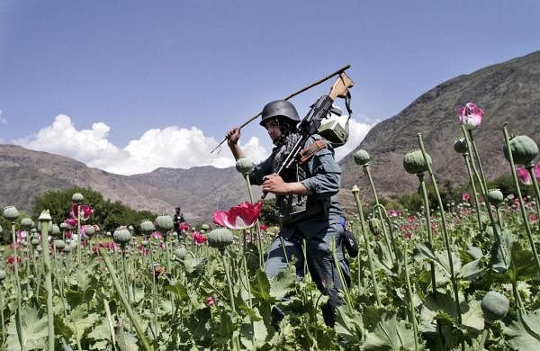 Afghan farmers lose income of more than USD 1 billion after the Taliban banned poppy cultivation-
