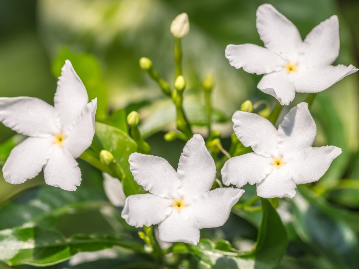 How to reduce stress Jasmine flower will help to give relief from stress keep it in your home | Stress Relief: आपका तनाव कम करने में मदद करेगा ये सफेद रंग का फूल, अपने घर में जरूर लगाएं इसका पौधा
