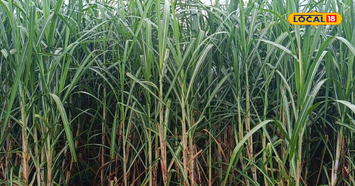 Sugarcane Farming: गन्ना बुवाई के समय इन बातों का रखें ध्यान, नहीं लगेगा रोग, होगी बंपर पैदावार