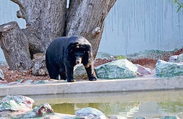 Zoo keeper mauled to death by bear at Indira Gandhi Zoological Park in Vizag-